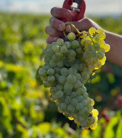 Producteur de vins Beaujolais